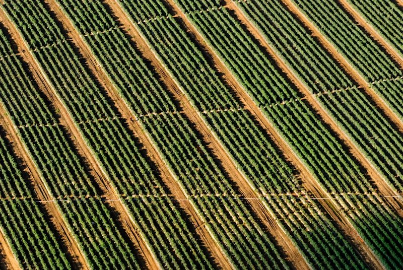 Sicilian vineyard rows on Etna slopes — wine tour destination with private chauffeur